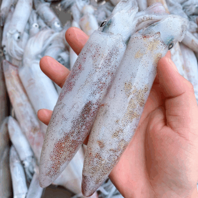 Mực ống trứng