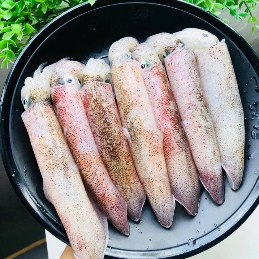 Mực ống