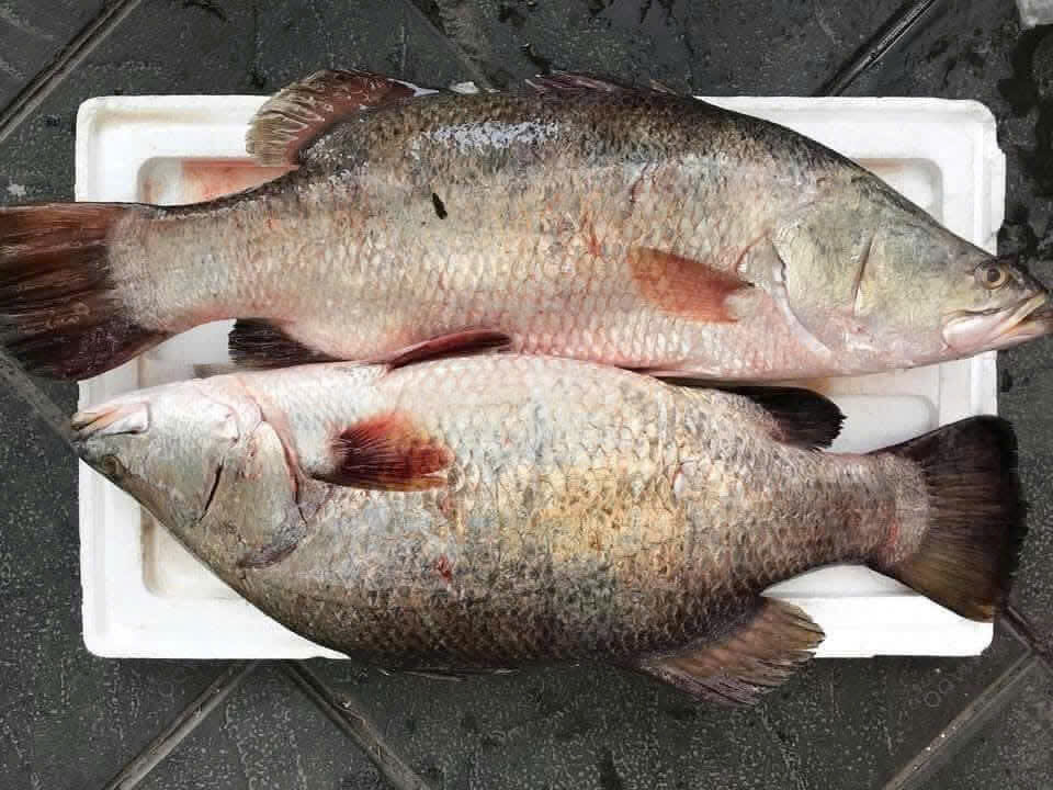 Cá vược biển