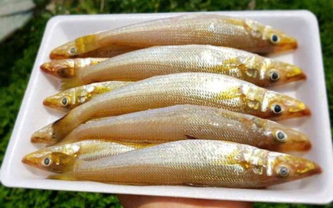 Cá bống đục