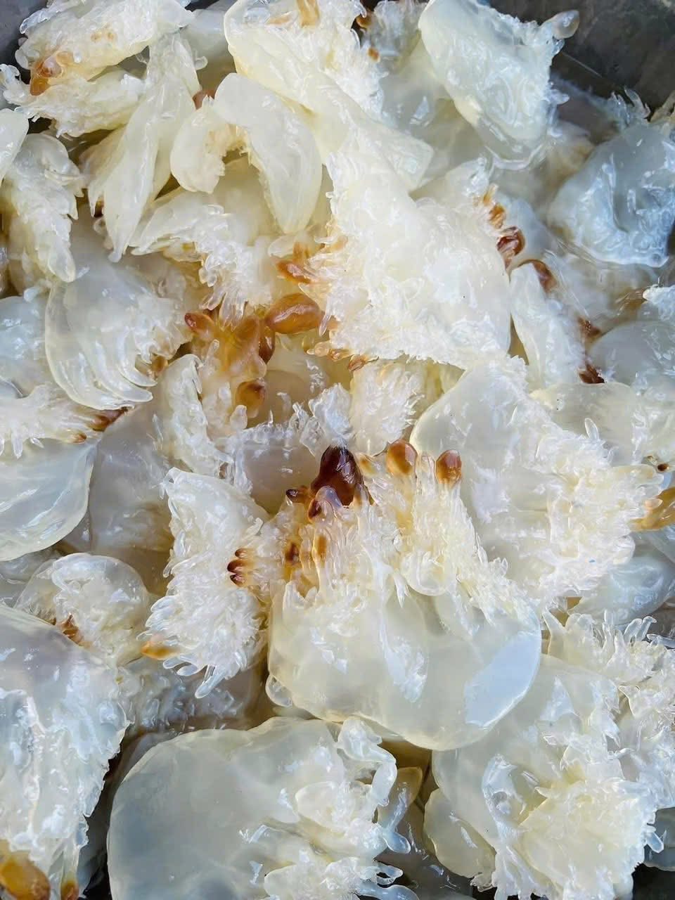 Chân sứa