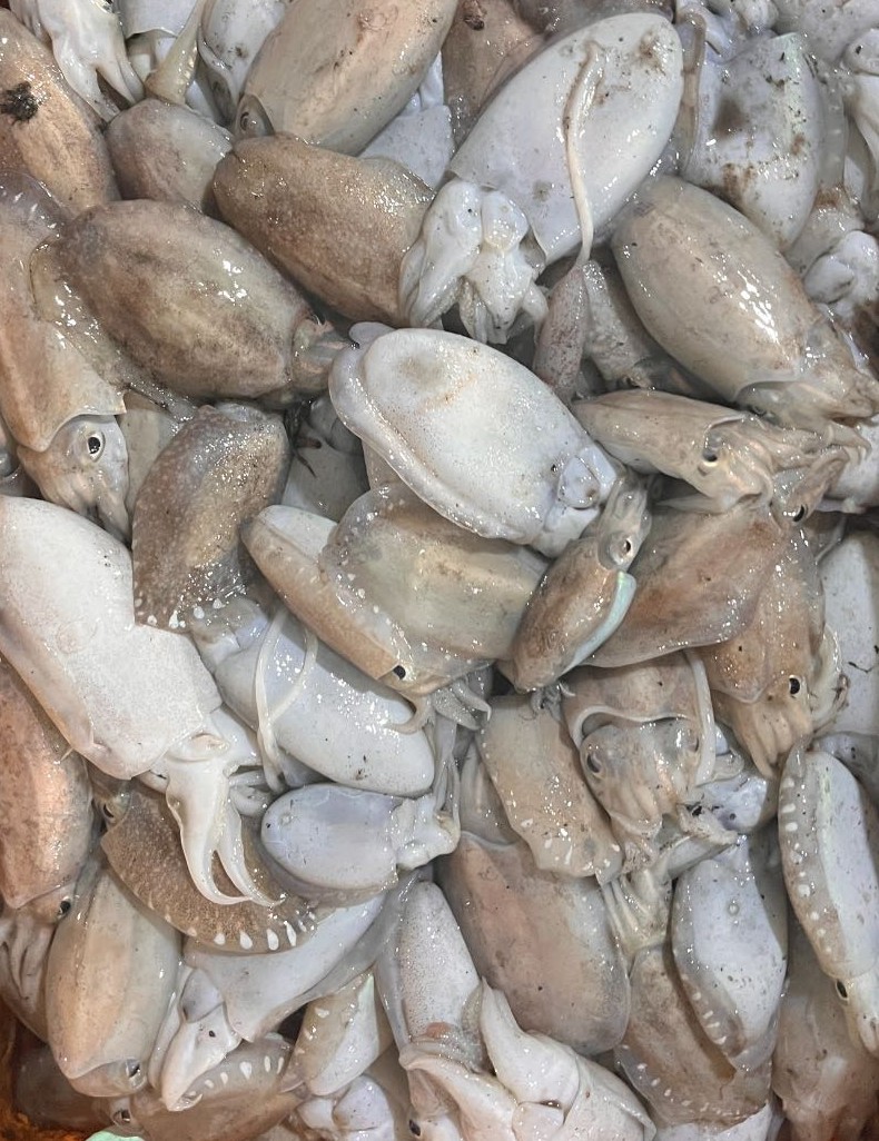 Mực mai làm sạch